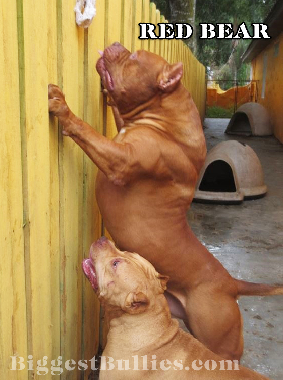 World's-Largest-Pit-bull-Fence-1.jpg