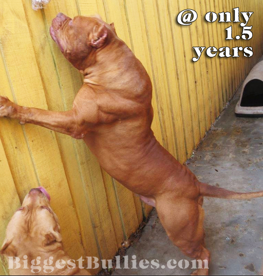 World's-Largest-Pit-bull-Fence-2.jpg