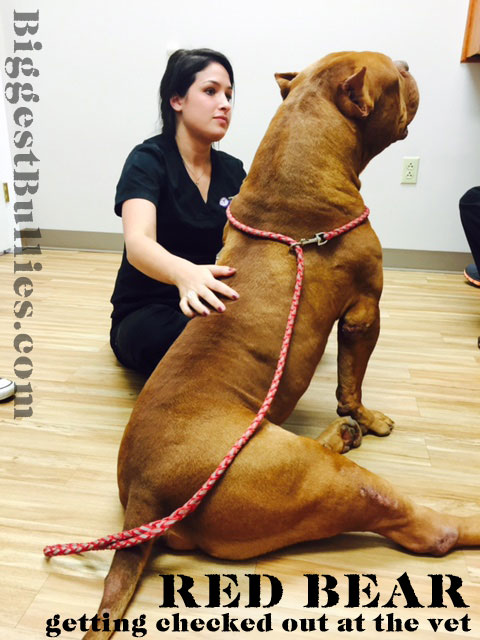 Largest-Pit-bull-at-vet.jpg