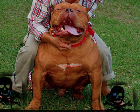 Red Bear Largest Bully Pitbull new pic.png