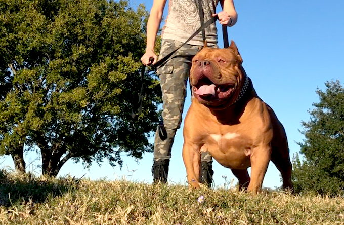 massive american bully