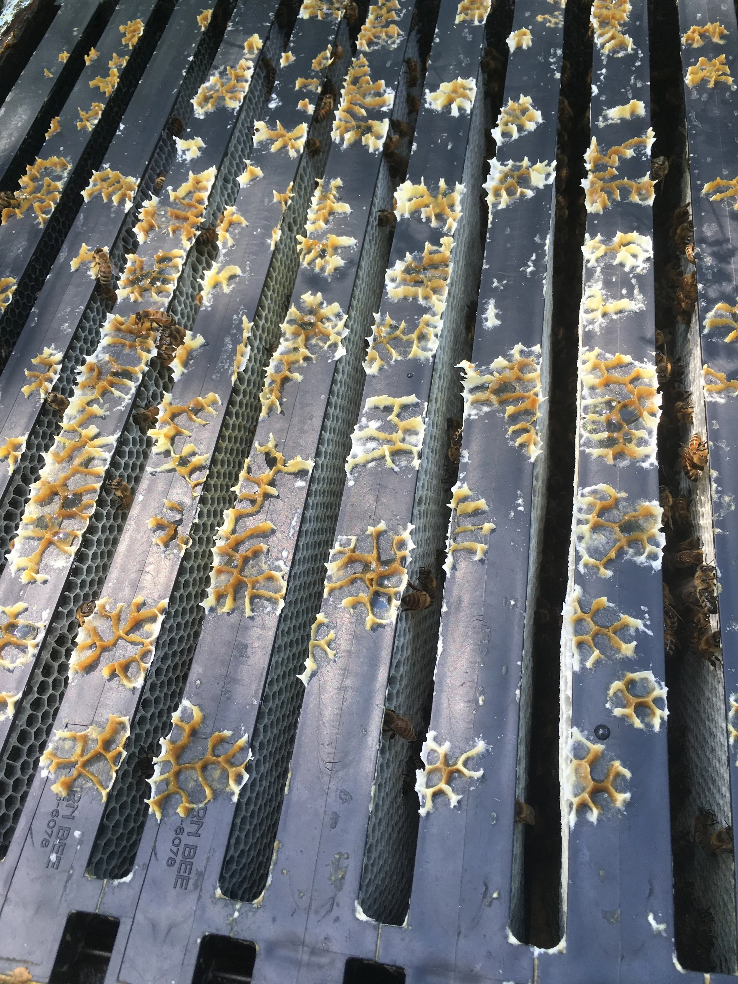 Tip for beekeepers: Acorn foundation is superior to just about anything. (Even frames we waxed ourselves!)