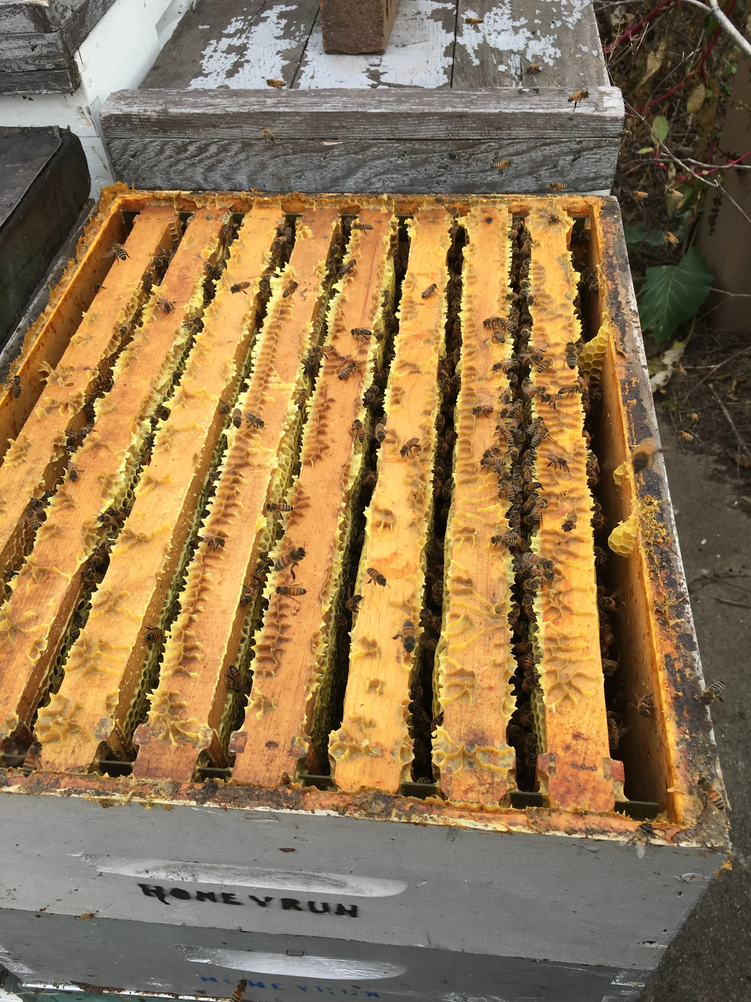 Goldenrod honey = bright yellow wax 