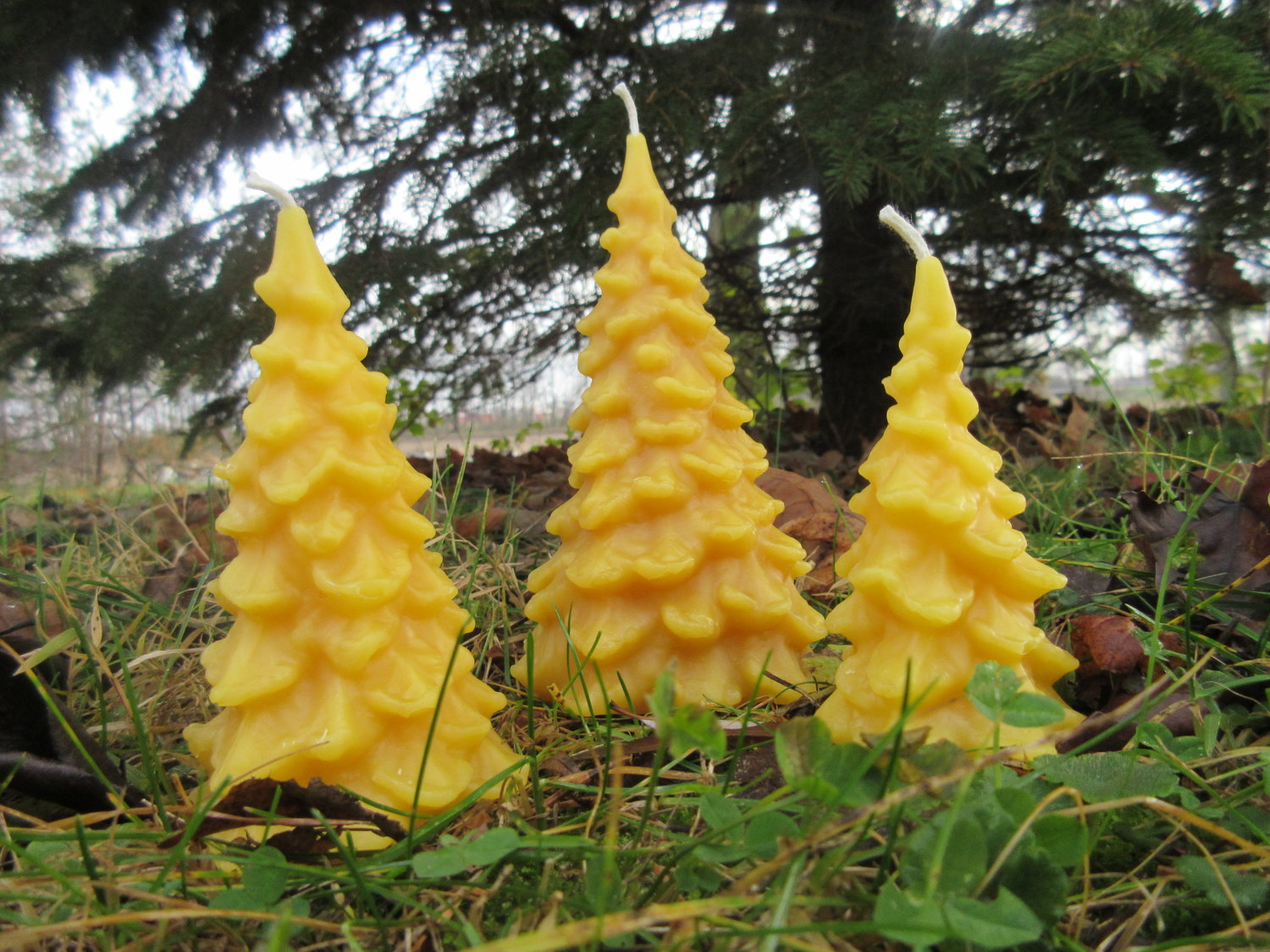 Starry Night Beeswax Candle Pair /Bees Wax Candles /Pine Tree Winter  /Reindeer