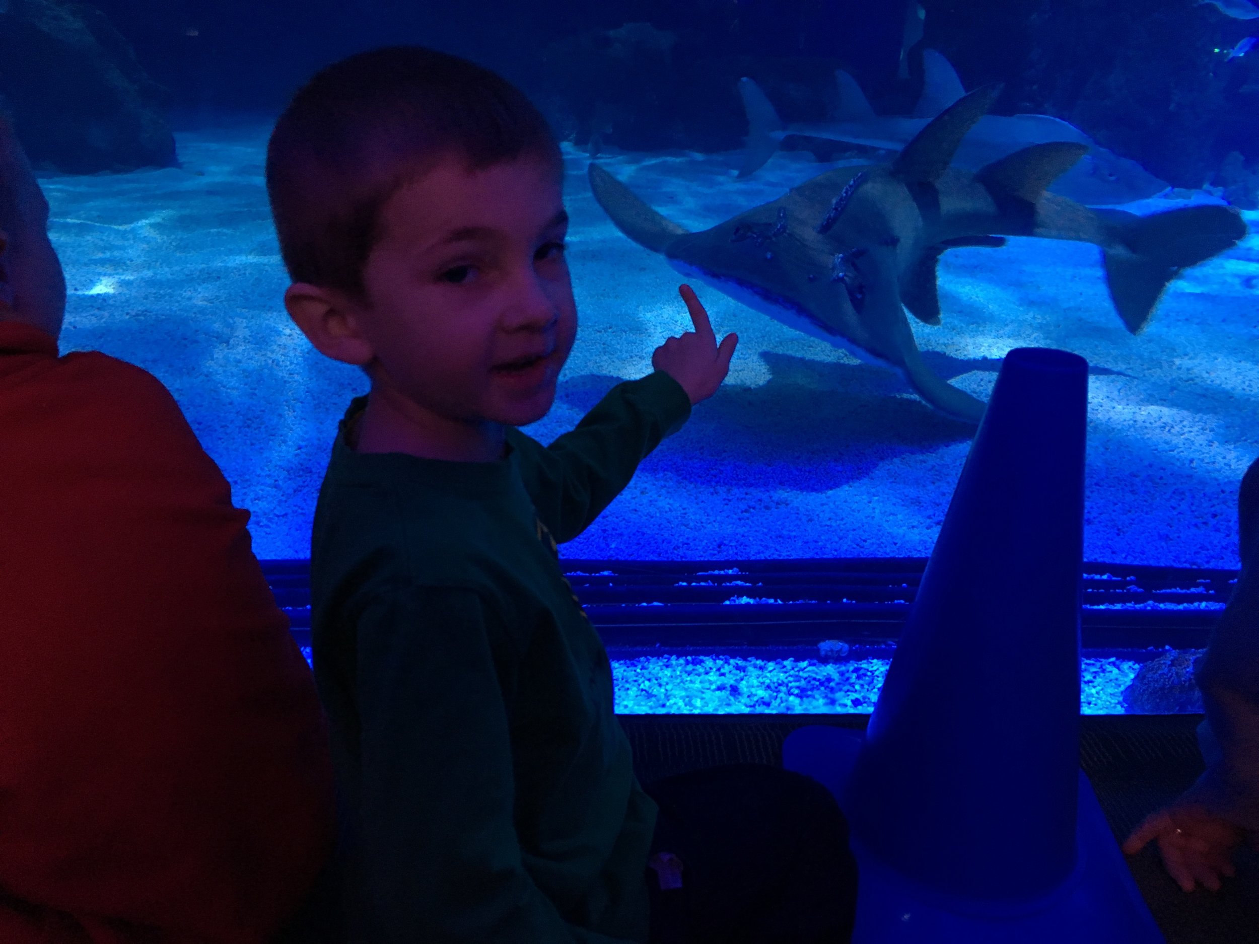 That's not a Dory fish, son. That's a shark.