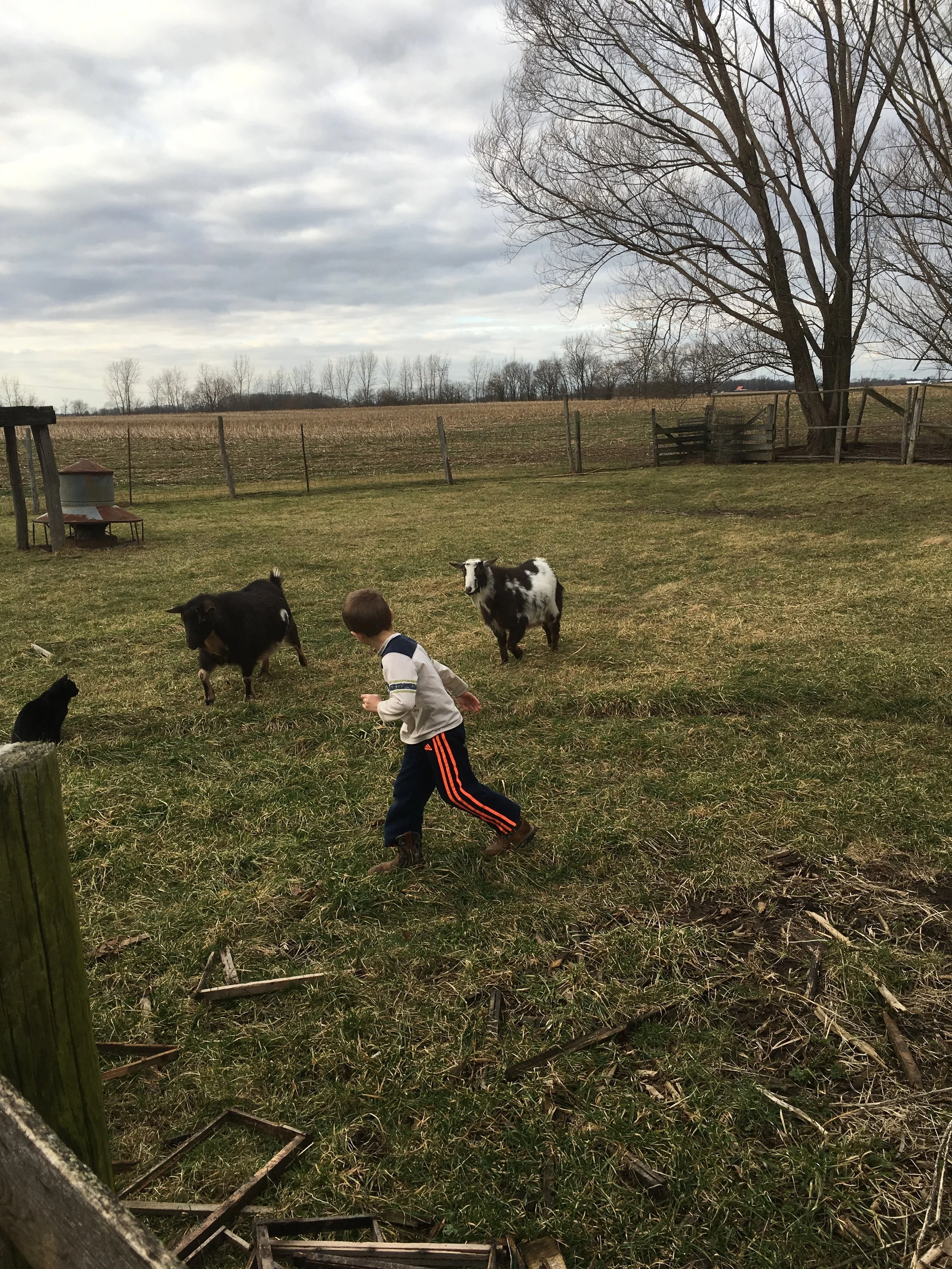 A kid'll eat ivy too. Wouldn't you?