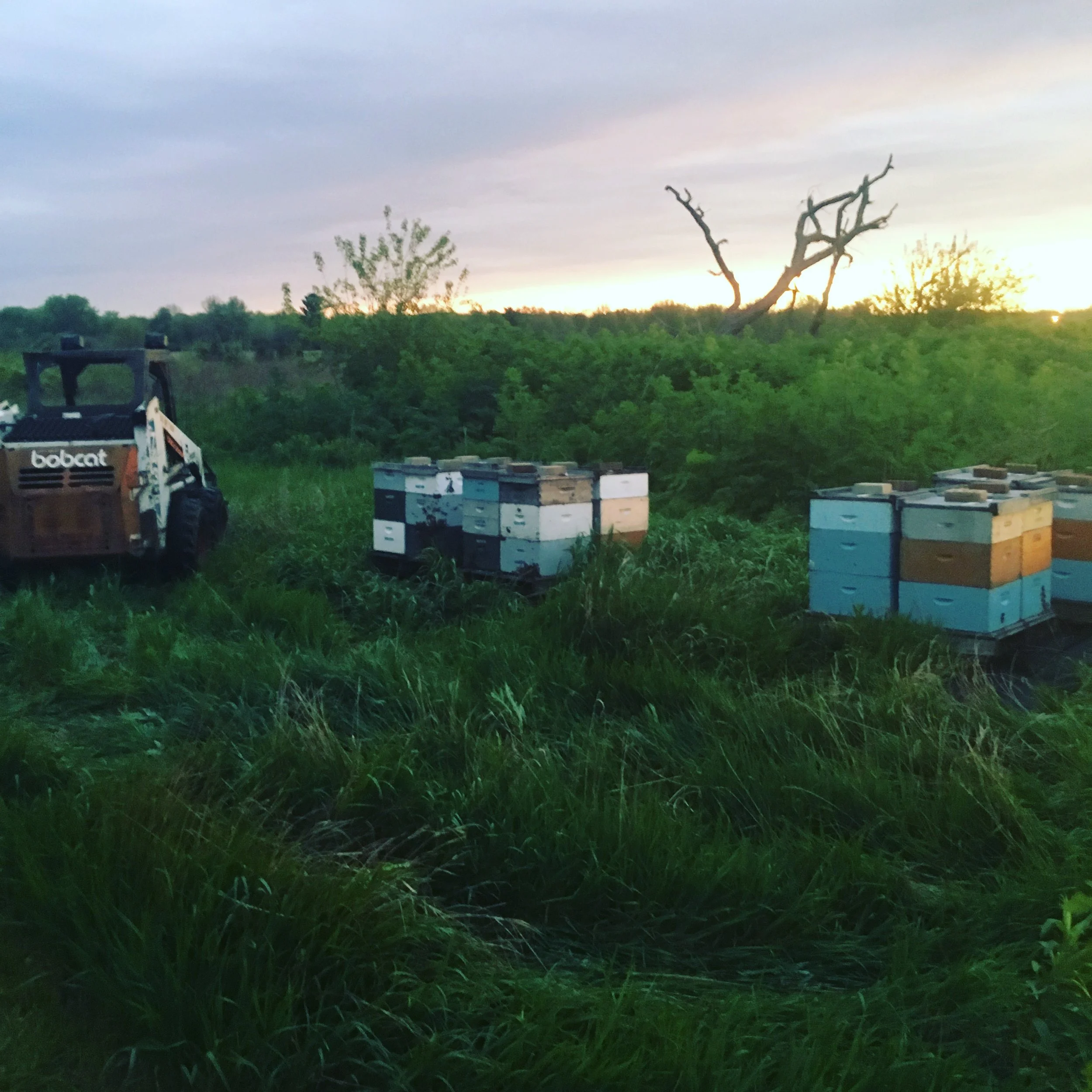 Good morning bees!