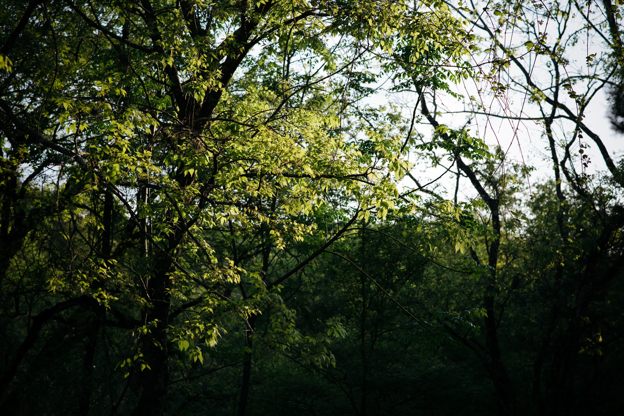 DSC_1215.jpg
