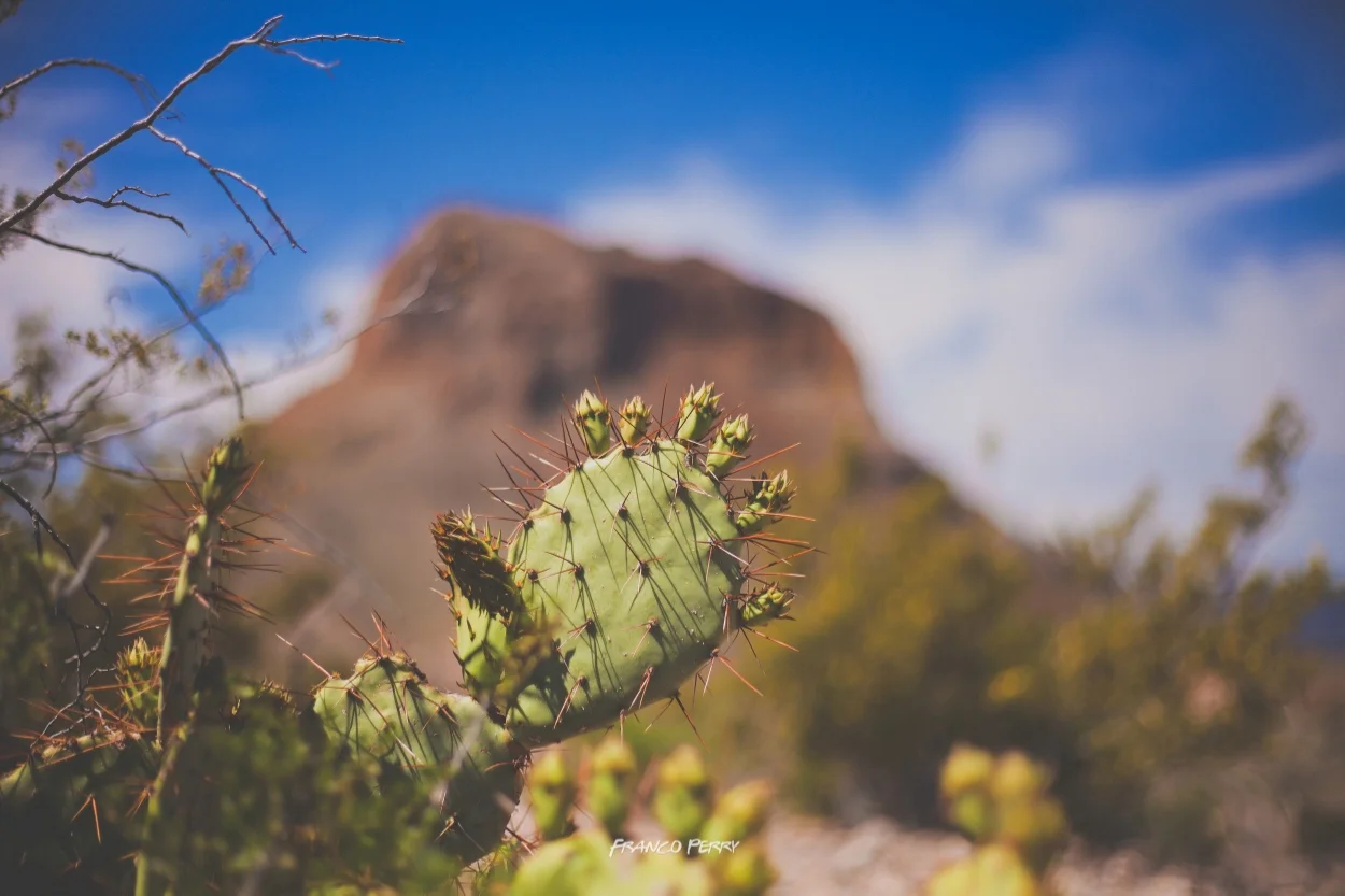 Big Bend-8260.jpg