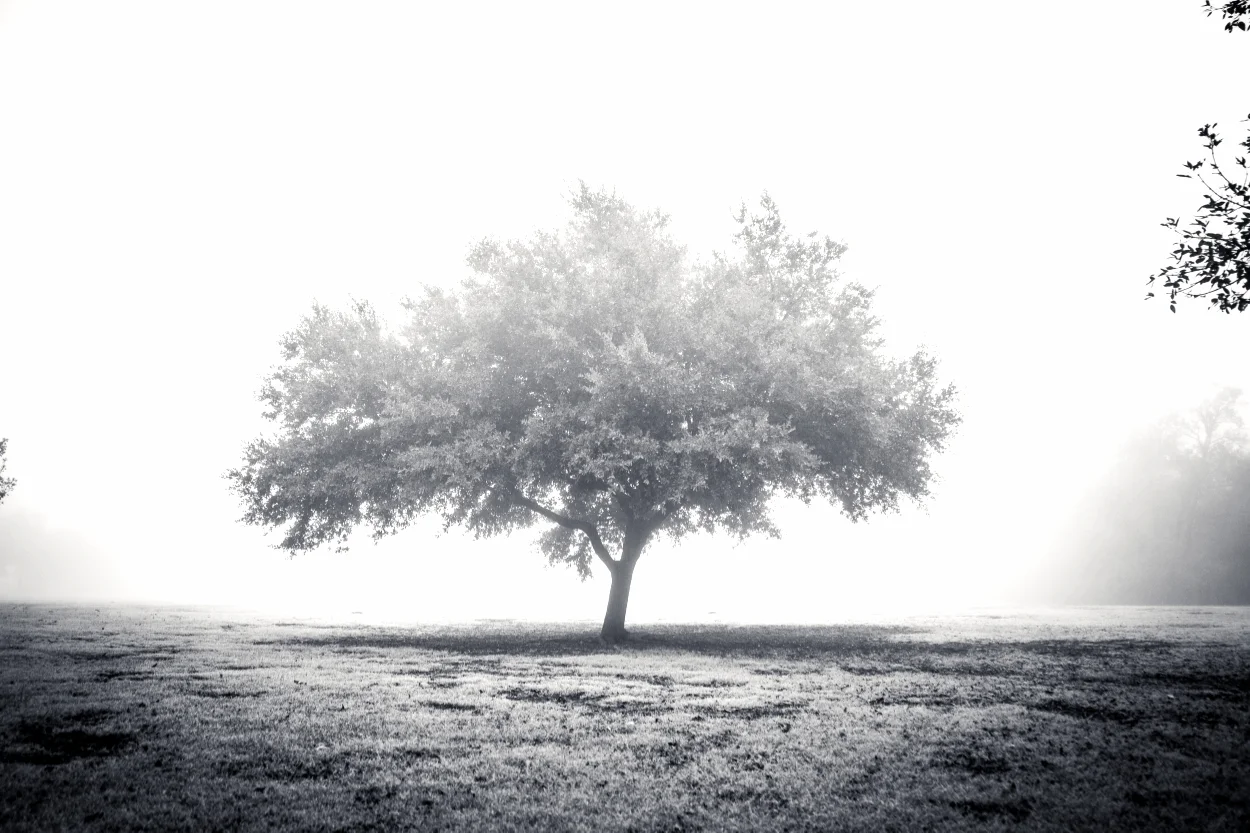 Fog Day 2015-03393.jpg