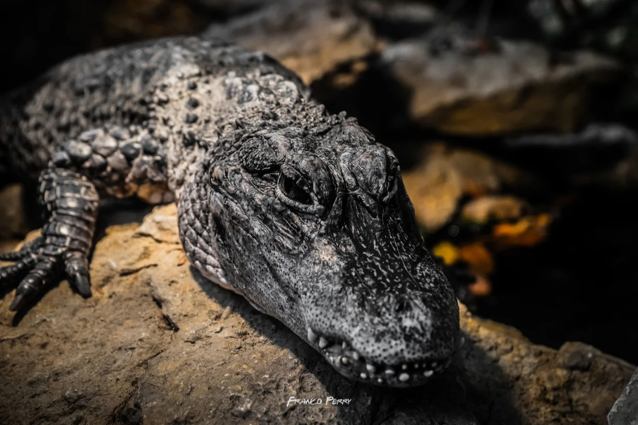 Ft_Worth_Zoo 1-9-2016-07714.jpg