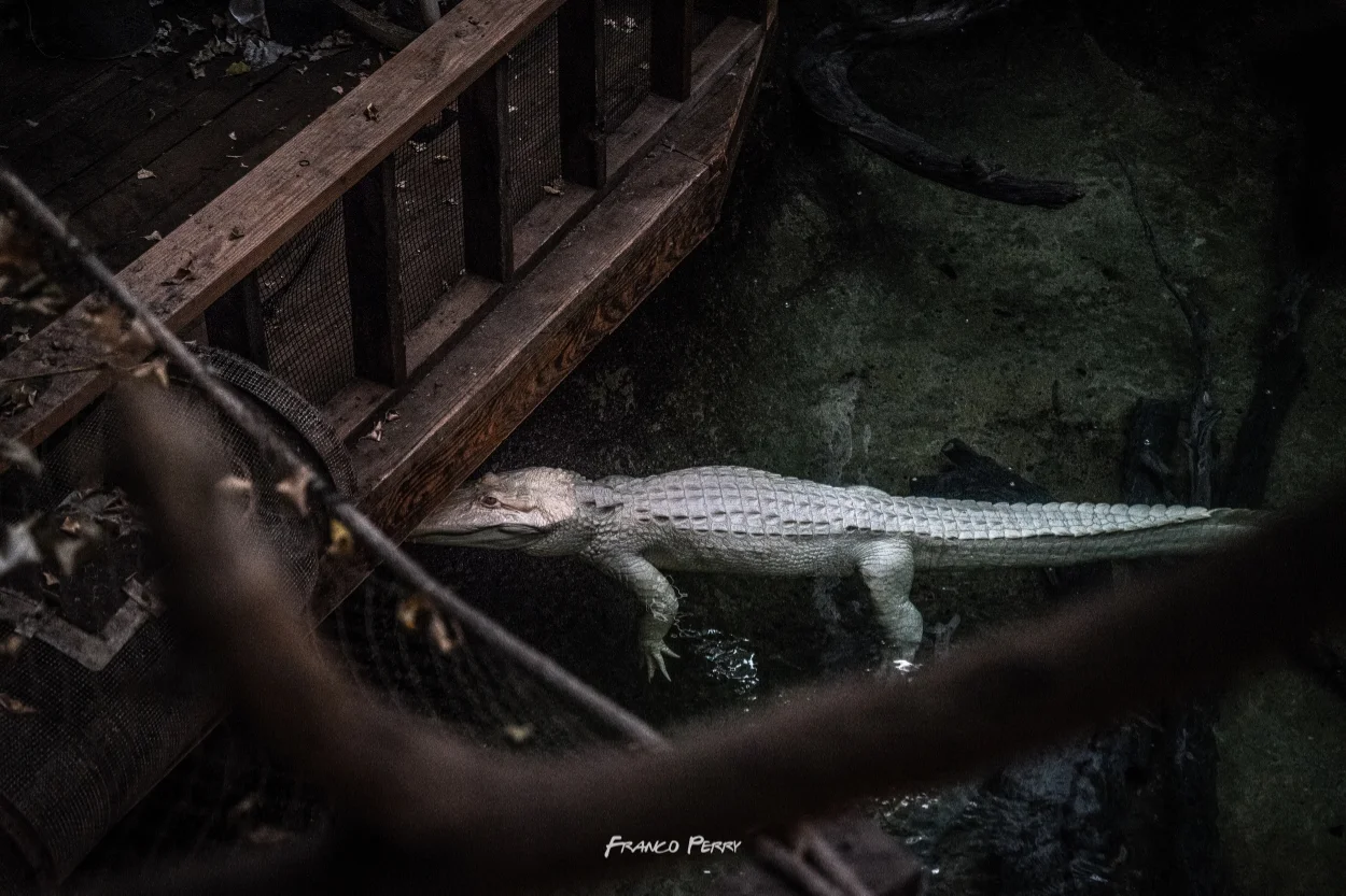 Ft_Worth_Zoo 1-9-2016-07791.jpg