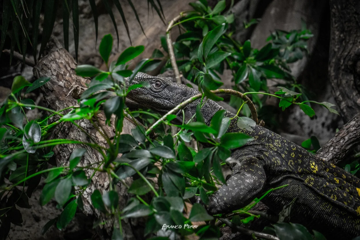 Ft_Worth_Zoo 1-9-2016-07820.jpg