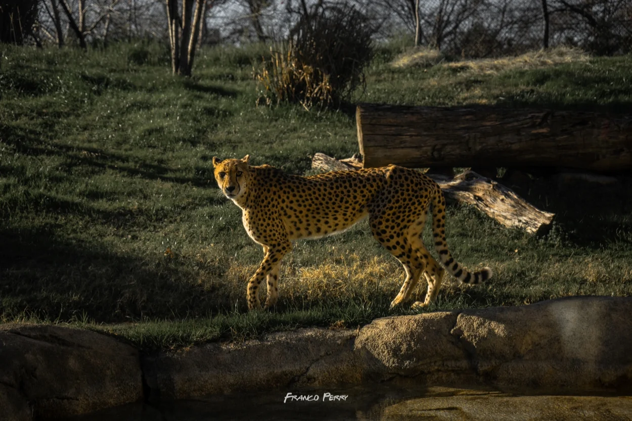 Ft_Worth_Zoo 1-9-2016-08036.jpg