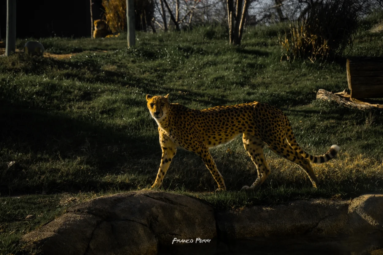 Ft_Worth_Zoo 1-9-2016-08040.jpg
