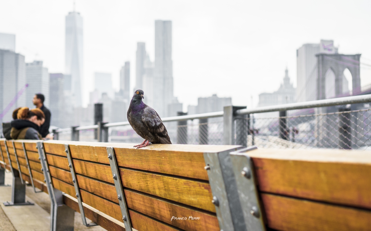 NYC (12-10-12-15)-06095.jpg