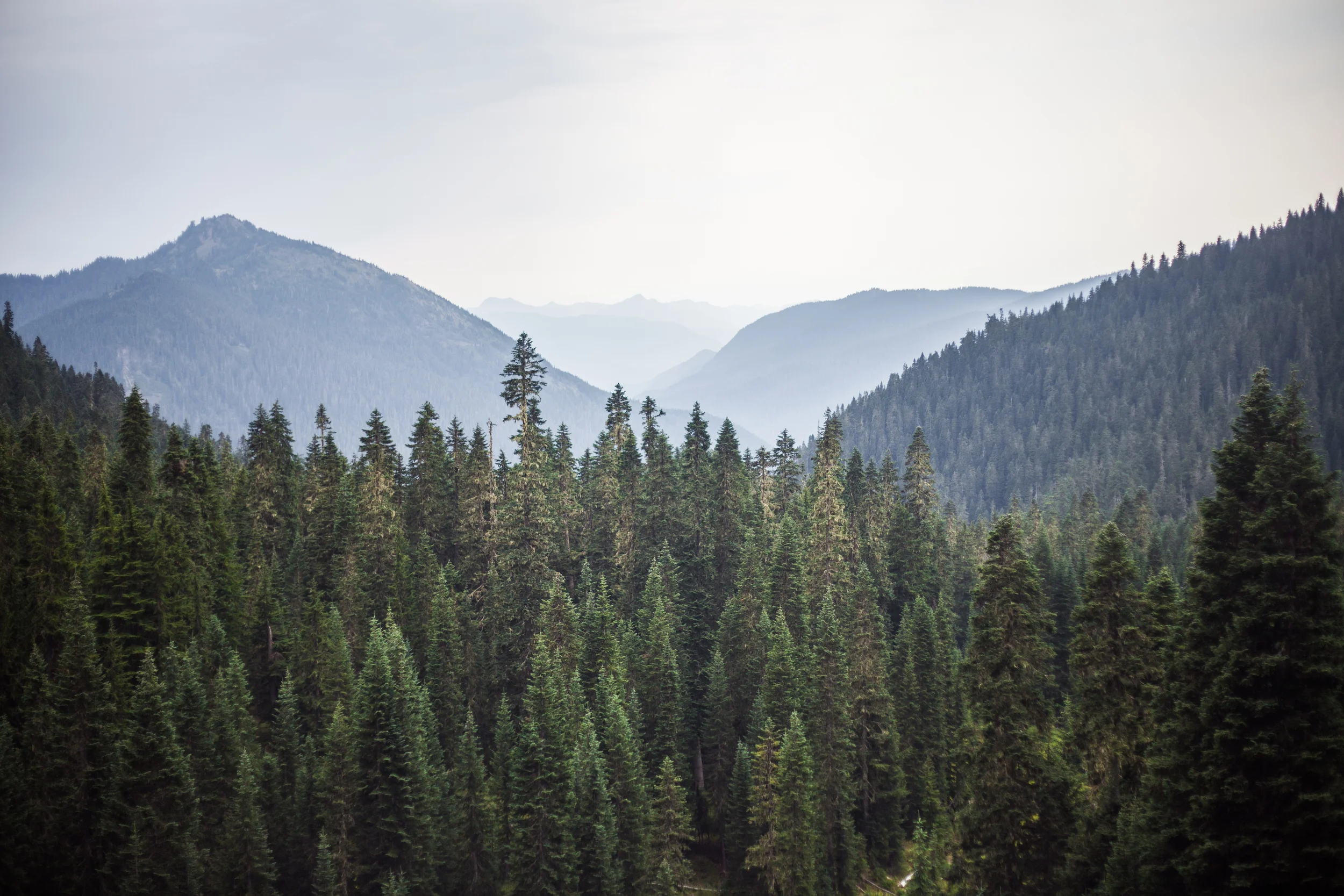 Rainier-4487-2.jpg
