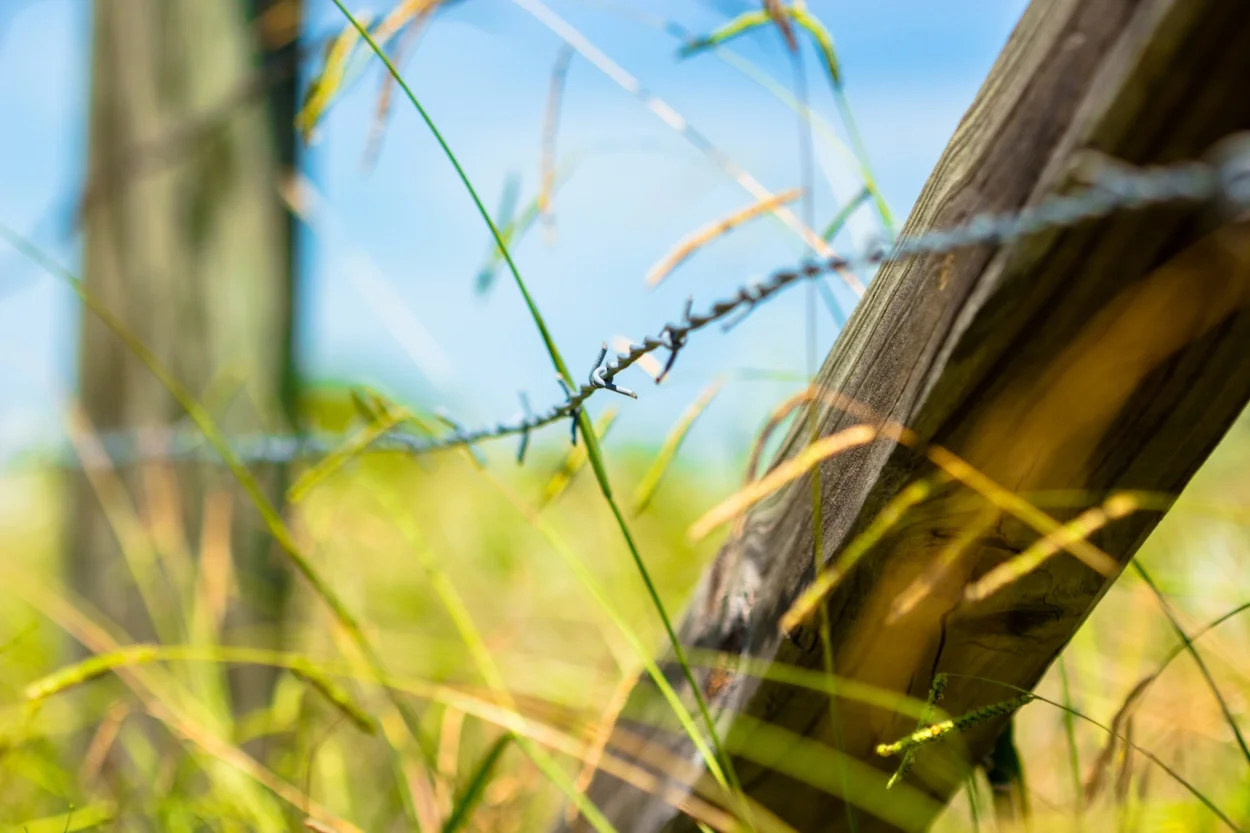 BarbedWire2_DaneDavis.jpg