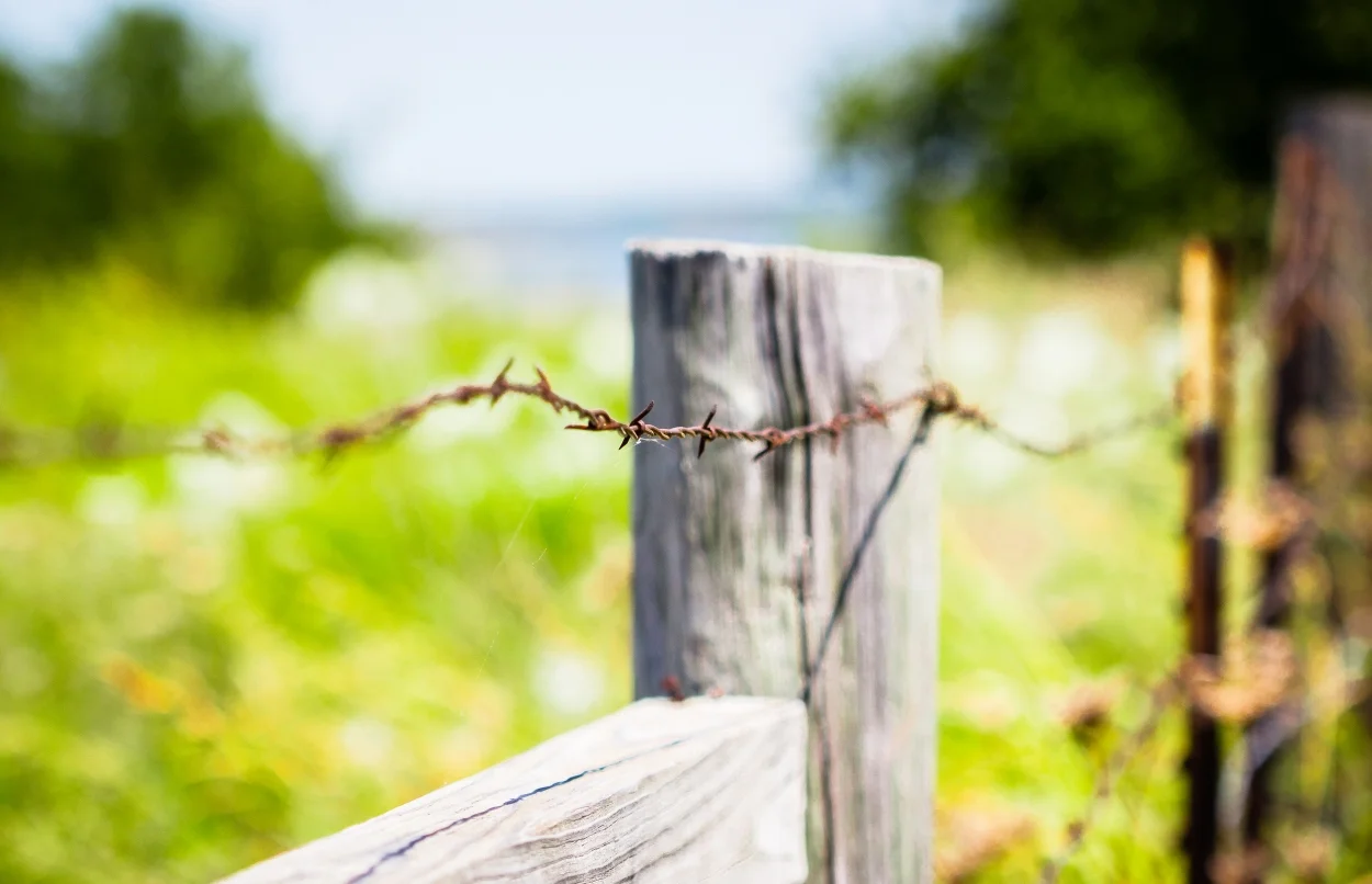 BarbedWire1_DaneDavis.jpg