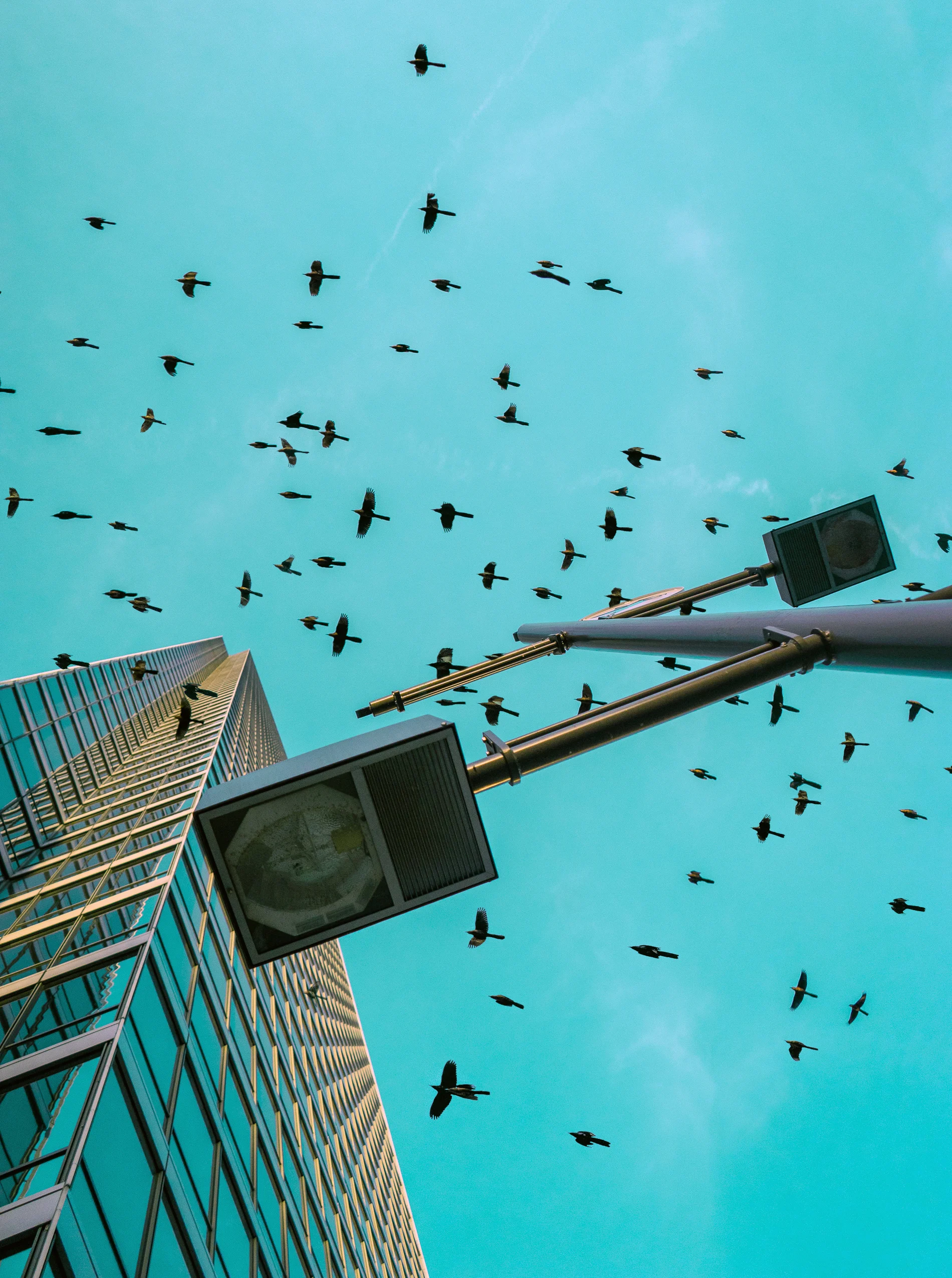 Birds.jpg