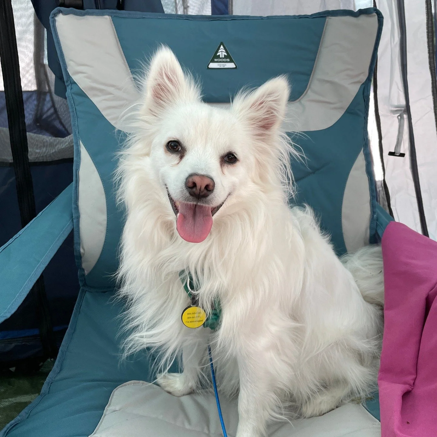 We took Star on his first camping trip to celebrate his one-year adoptiversary! He loved being outdoors 24/7 and curling up in every possible spot. Not bad for a guy who had dug his way under the SPCA fence and escaped the day before we met him. He w