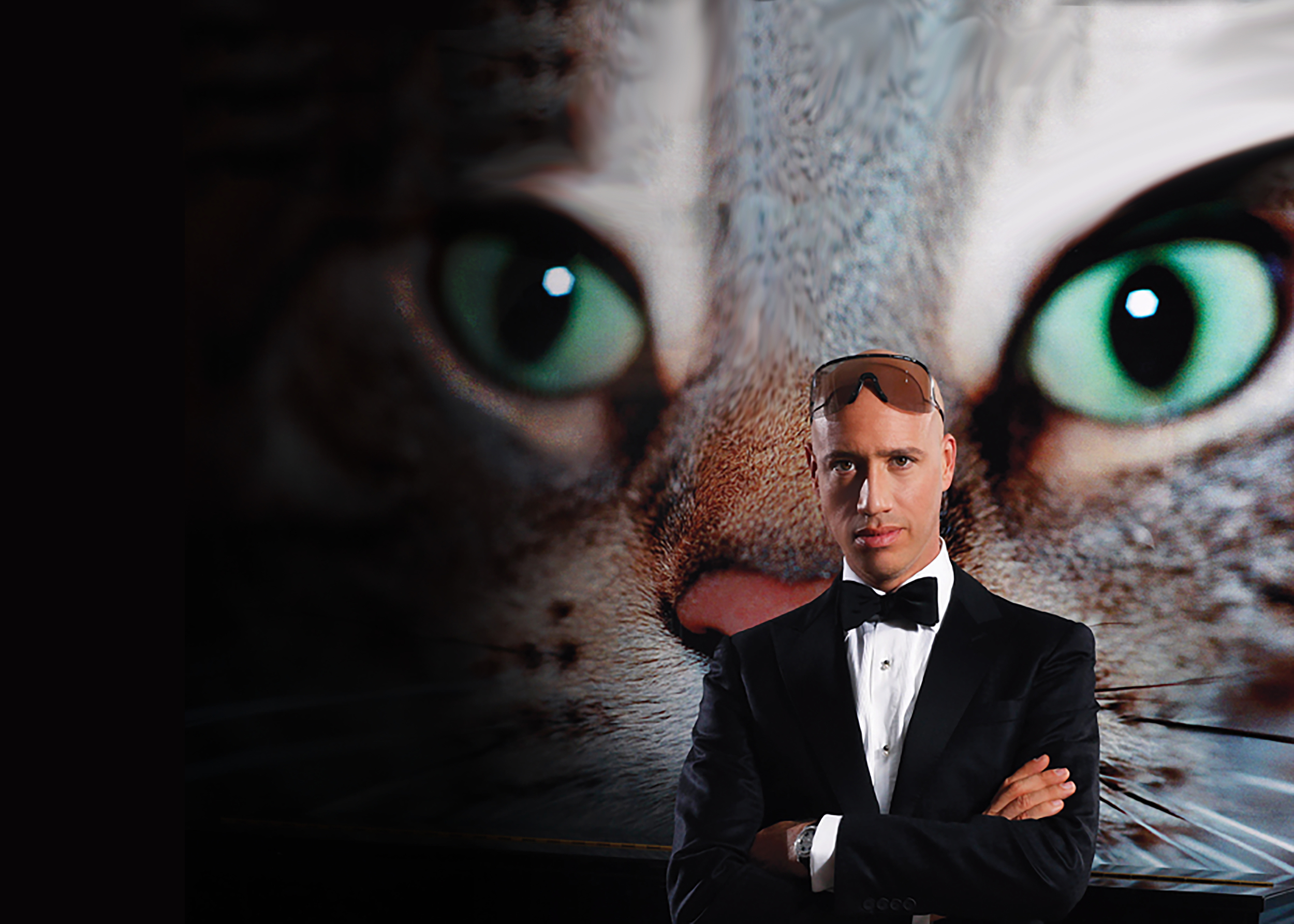 cat banner.jpg
