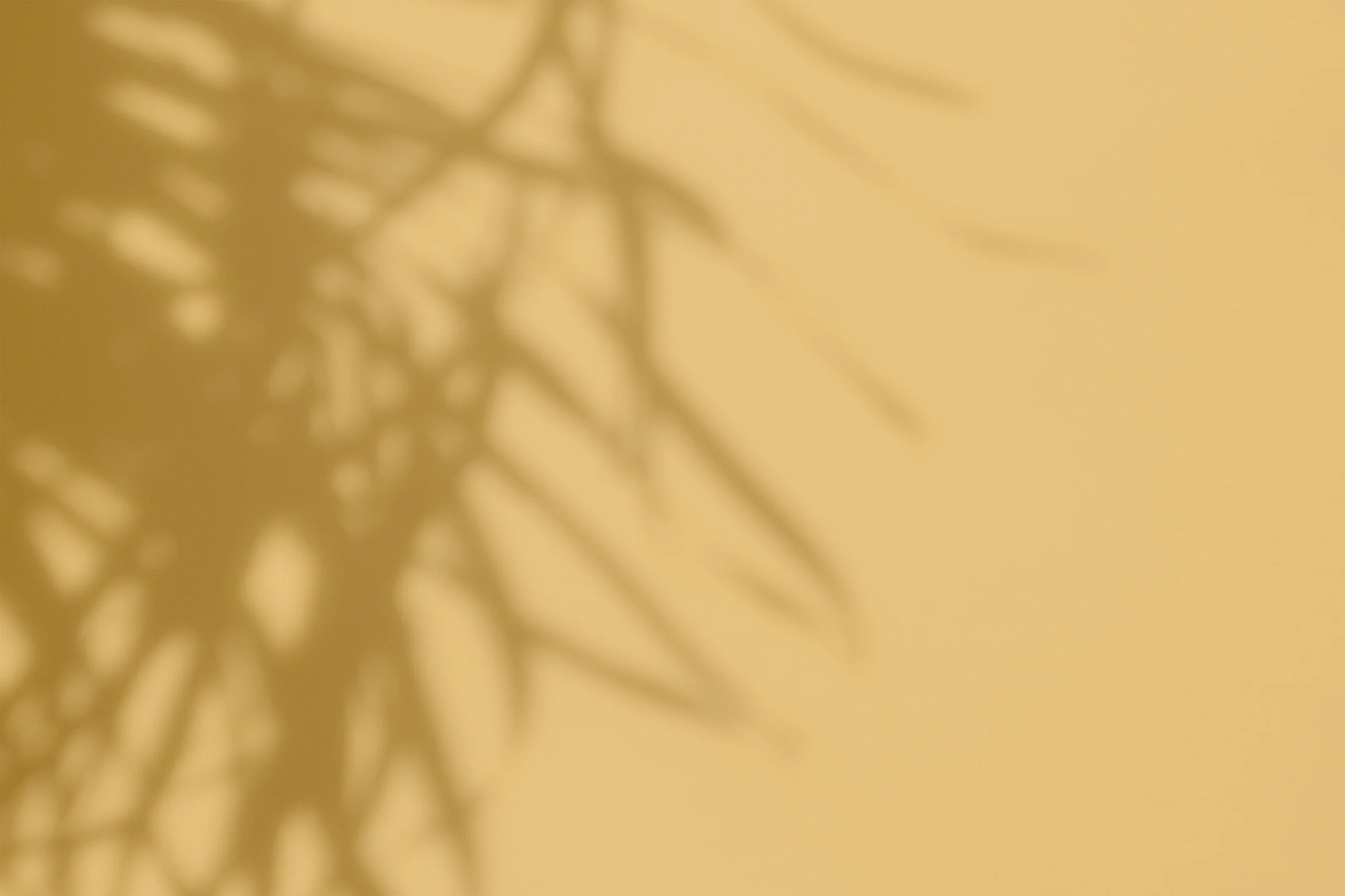 bg-yellow-leaves.jpg