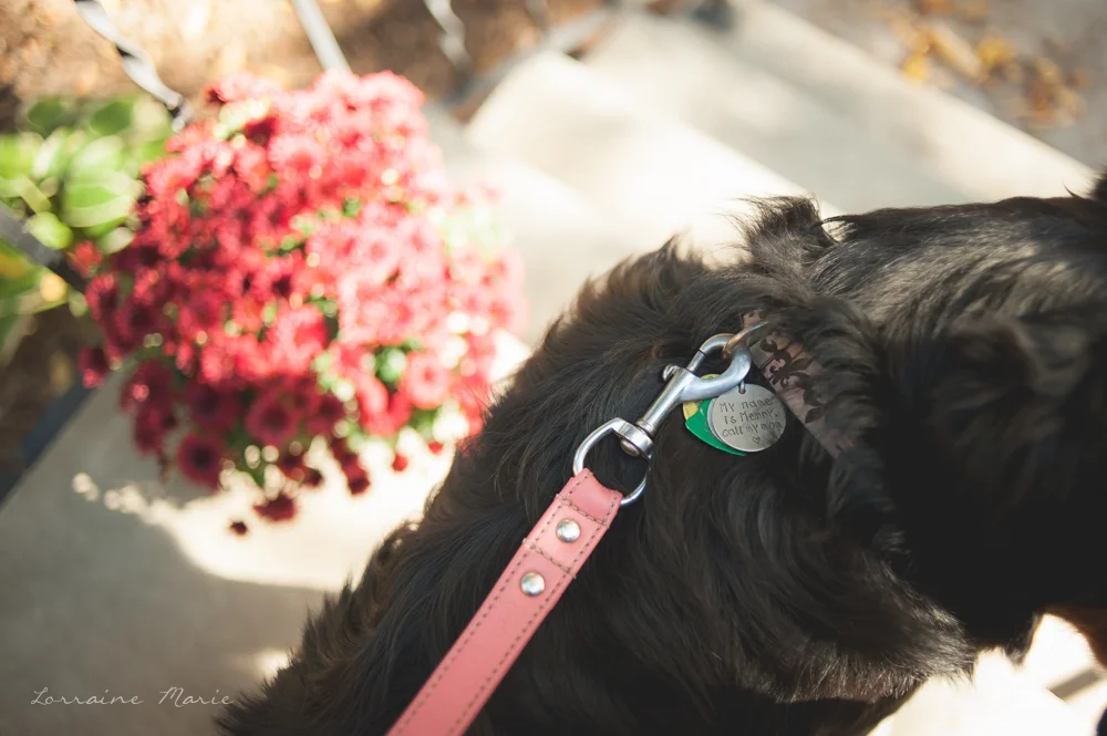 Edmonton Dogs &amp; Family : Merry &amp; Darice