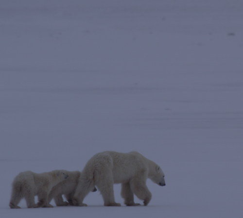 Another Mom and two cubs out at Cape Churchill