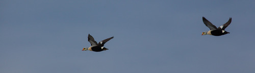 King Eiders in flight are a treat