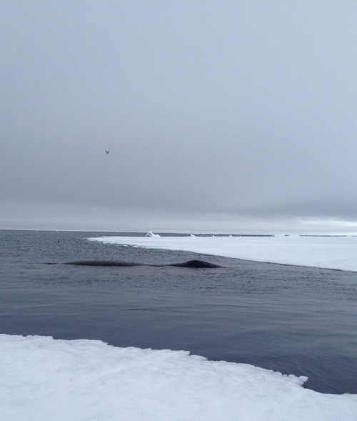 Bowhead whale resting near the edge of ice.