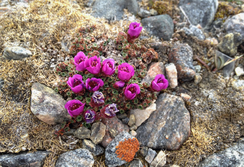 flowers