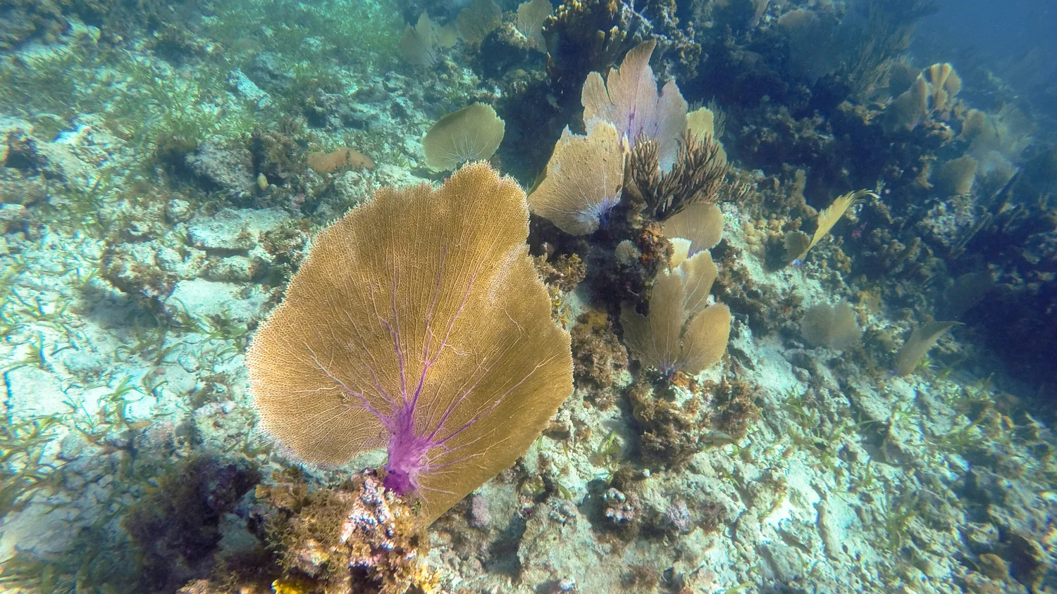 Jamaica-05.jpg