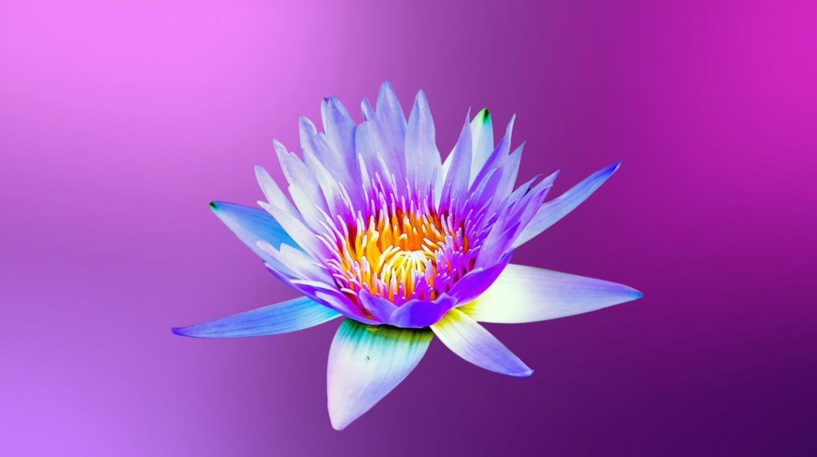 Energy Center, Inc. NAET.png