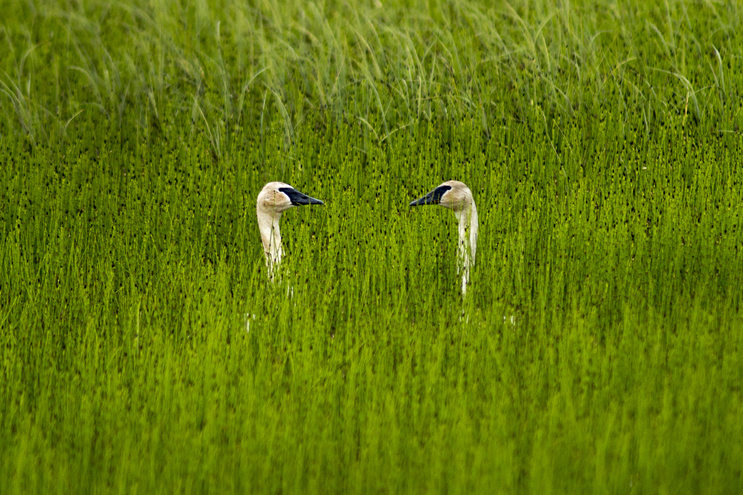 20140613_CC_Cordova_ZB_Swan (21)-Recovered-Recovered.png