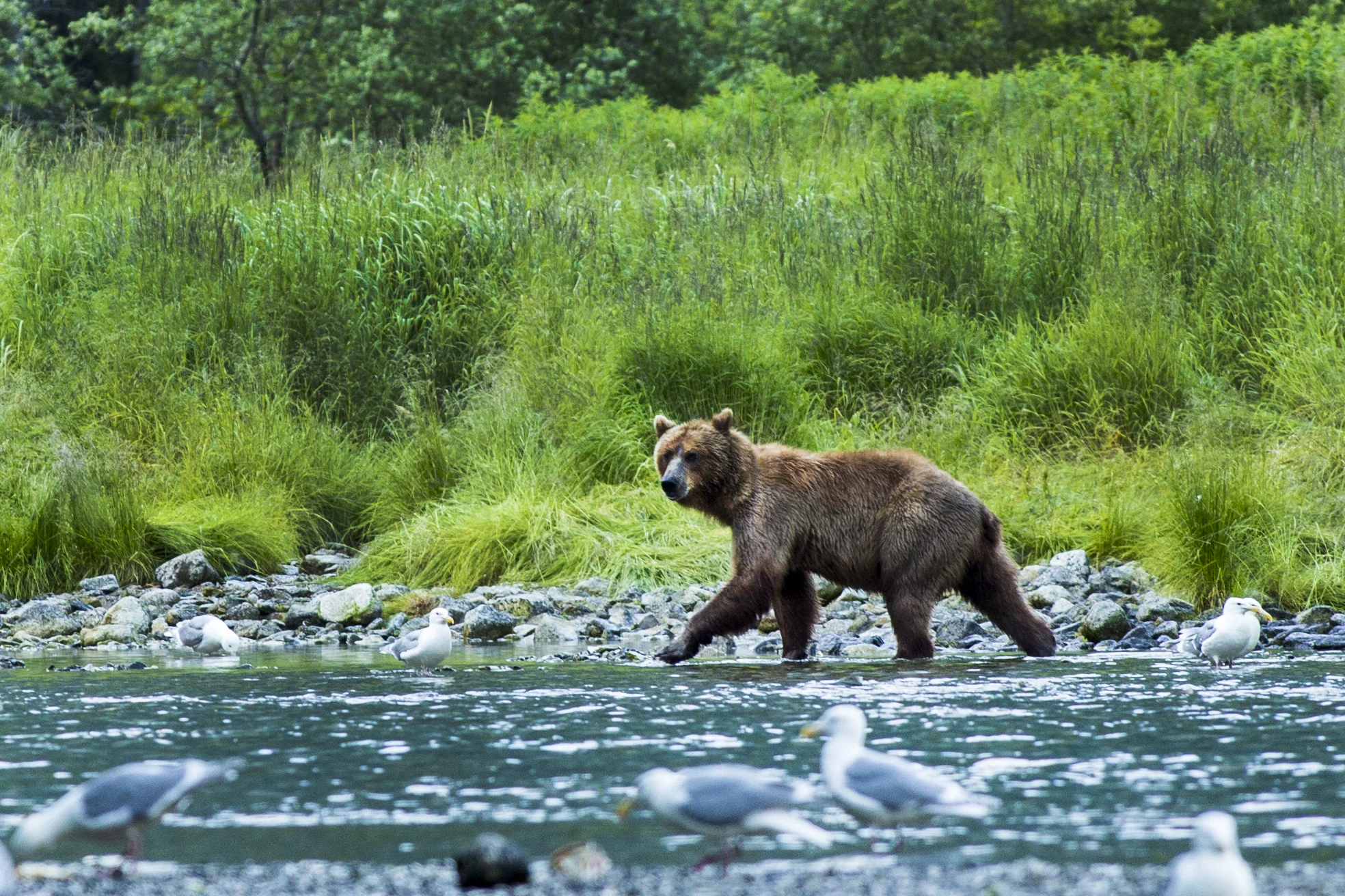 20140715_CC_Cordova_ZB_Bears (15).jpg