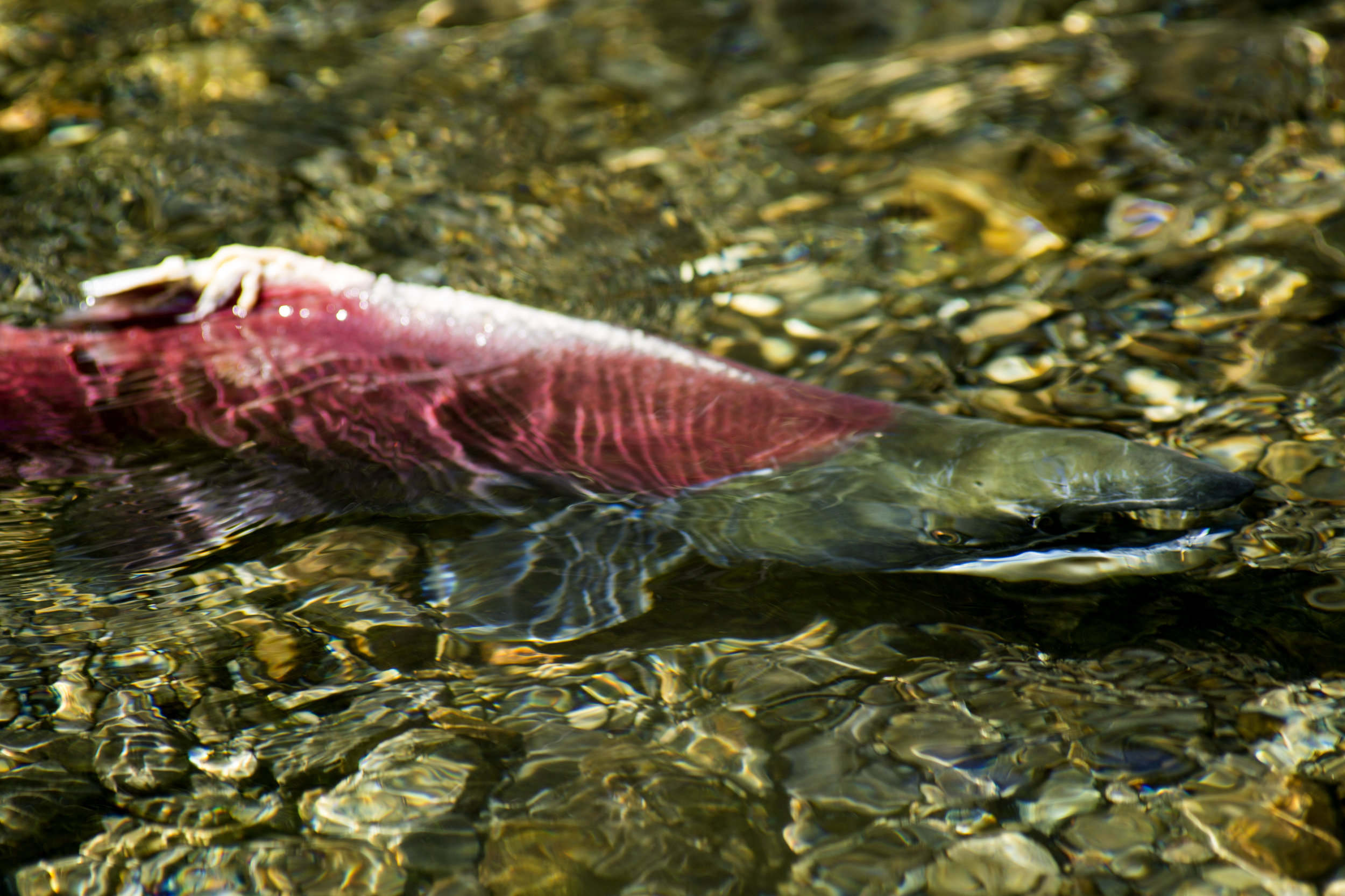 20140721_CC_Cordova_ZB_Sockeye (16).jpg