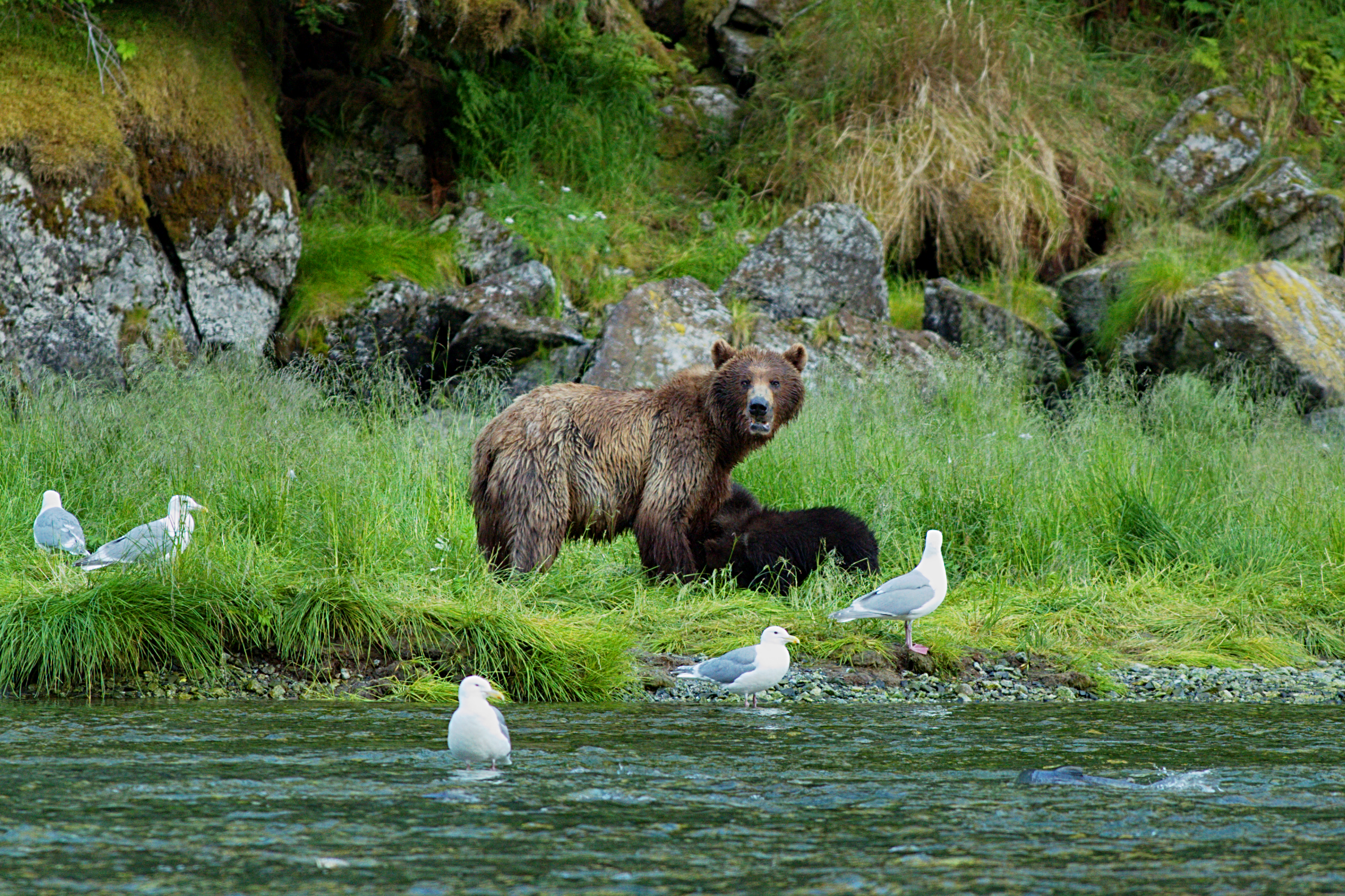 20140715_CC_Cordova_ZB_Bears (87)-3.png