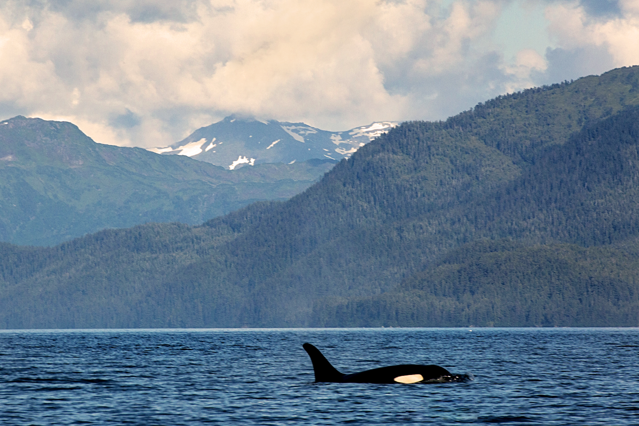 20140715_CC_Cordova_ZB_Orcas+(247)-2.png
