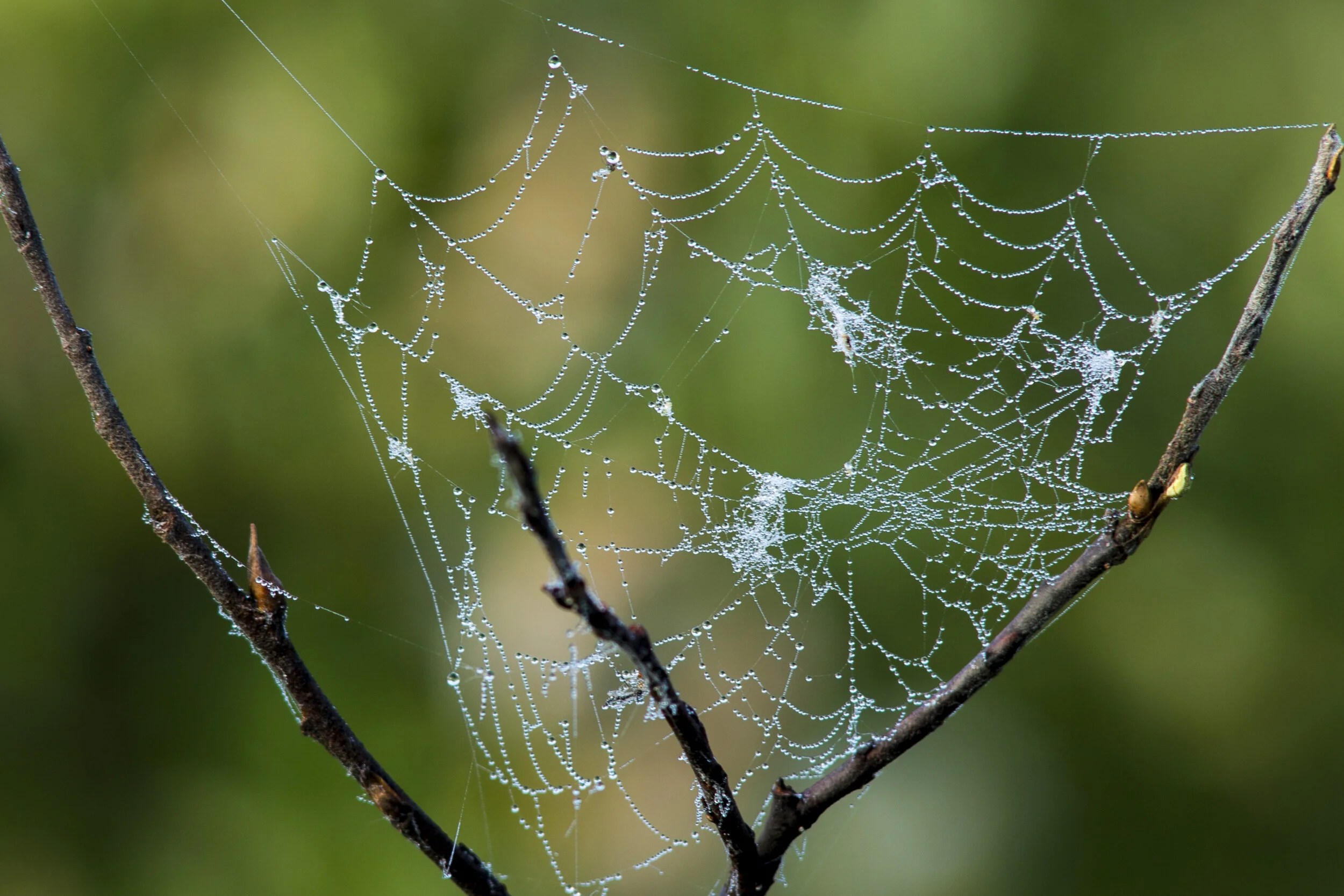 20140615_CC_Cordova_ZB_Landscape (5)-Recovered-Recovered.jpg