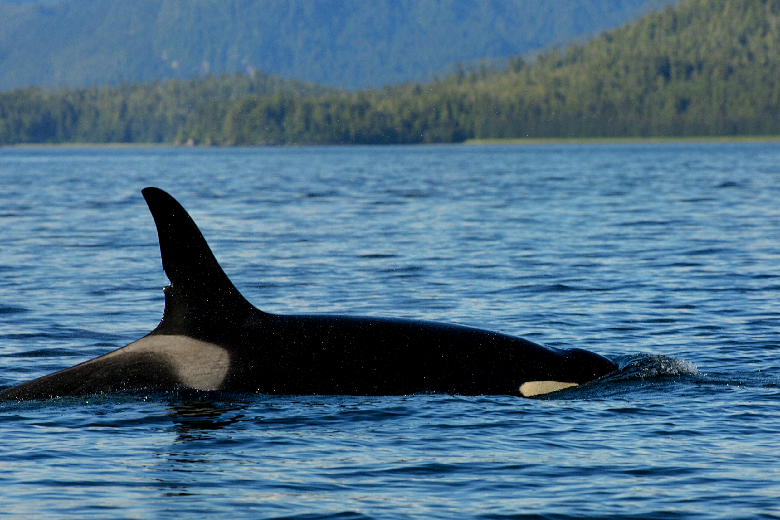 20140715_CC_Cordova_ZB_Orcas (77) 3.png