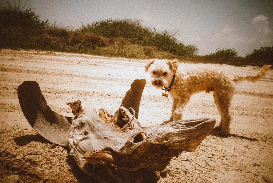 Found a shark washed up in Port Aransas