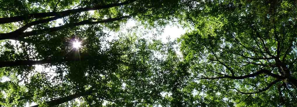 conservation and stewardship