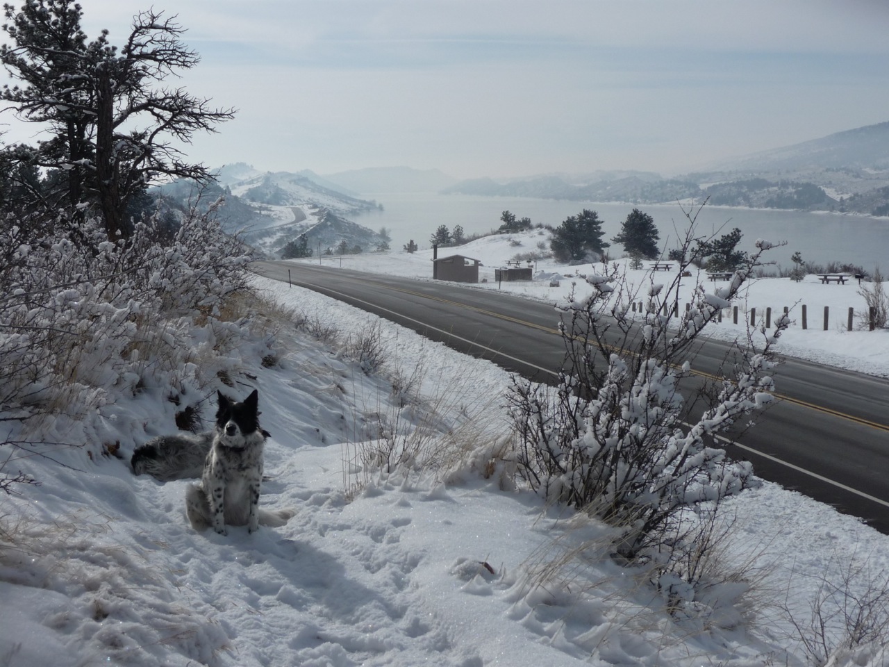 Dr. Maguire's collies Ella and Murphy enjoying a fresh snow day in Colorado