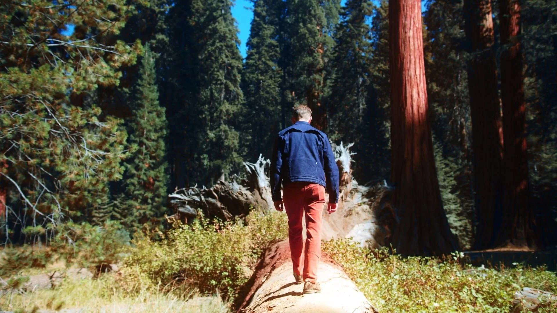 Sequoia Symphony 1.jpg