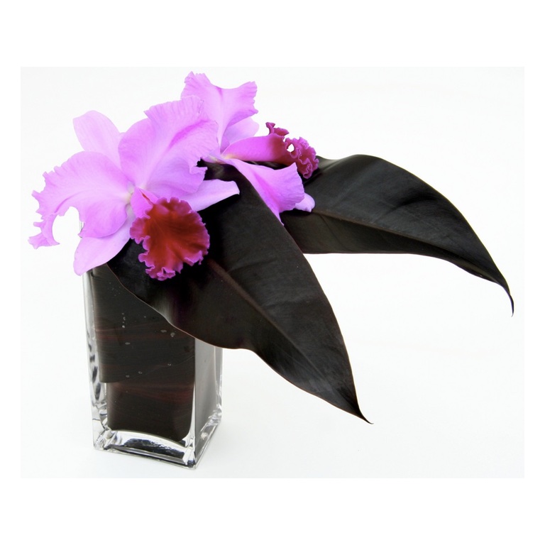    CATTLEYA ROYAL 2   