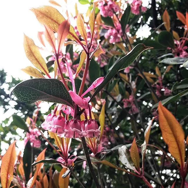 💐
.
.
.
.
.
#hkig #hkphotography #hkphotographer #nature #naturephotography #flower #plant #pinkflowers #leaves #hiking #iphoneography