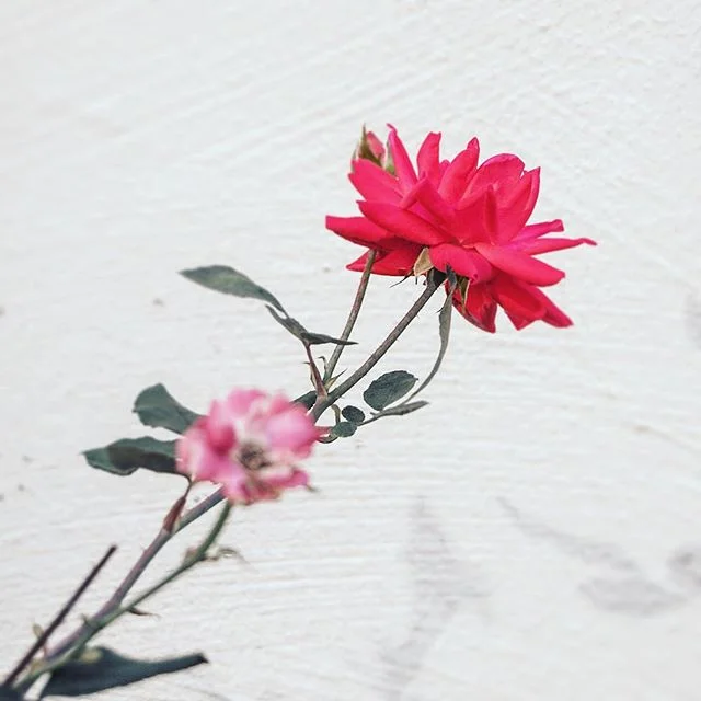 🌺.
.
.
.
.
.
#hkig #hkphotographer #red #flower #wall #nature #naturephotography #newyork #iphone #iphoneography