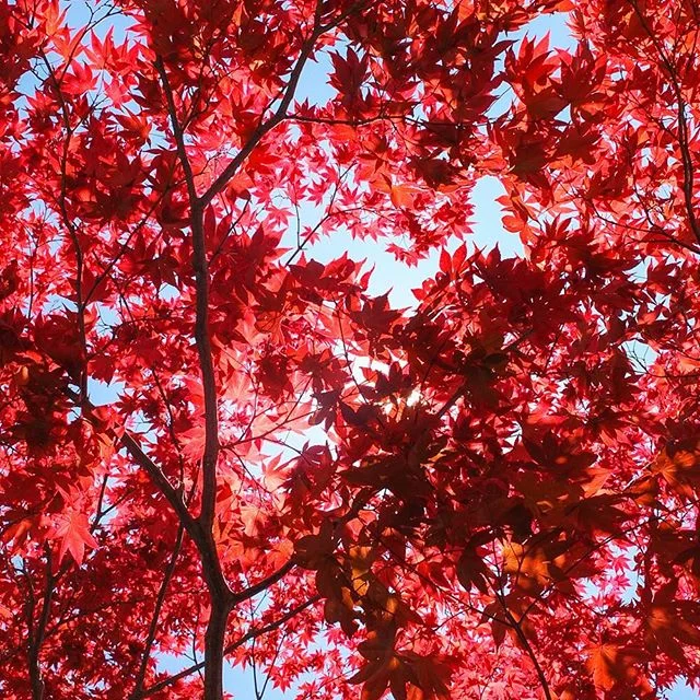 🍁.
.
.
.
.
.
#hkig #hkphotography #hkphotographer #red #leaves #nature #naturephotography #hokkaido #japan #travel #travelphotography