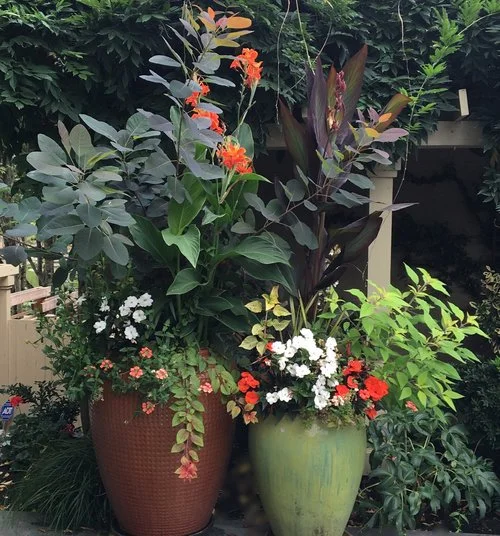 Container Plantings in Bellevue WA